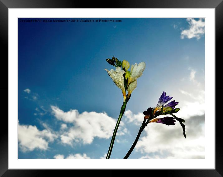 Under the blue cloudy sky , Framed Mounted Print by Ali asghar Mazinanian