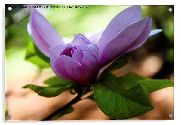 Purple Tulip Acrylic by Leslie Dwight