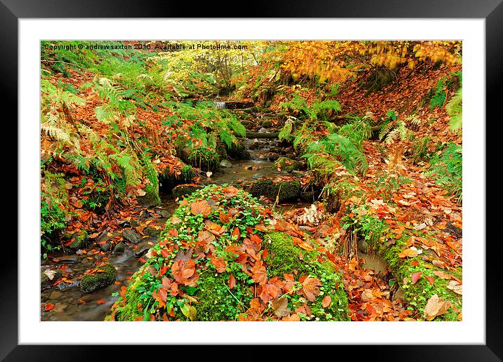 AUTUMN LEAFS Framed Mounted Print by andrew saxton