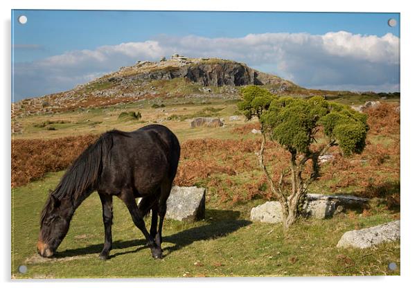  Bodmin Moor Pony, Sharptor, Cornwall Acrylic by Brian Pierce