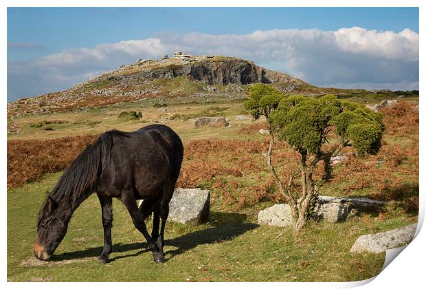  Bodmin Moor Pony, Sharptor, Cornwall Print by Brian Pierce