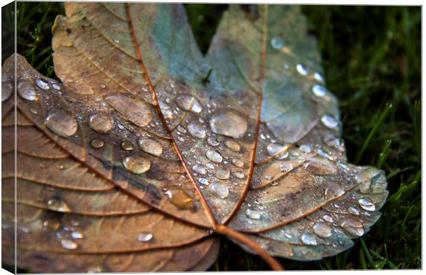  Raindrops. Canvas Print by Becky Dix