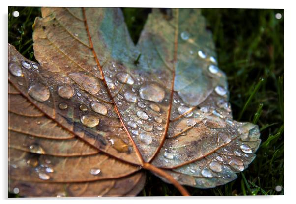  Raindrops. Acrylic by Becky Dix