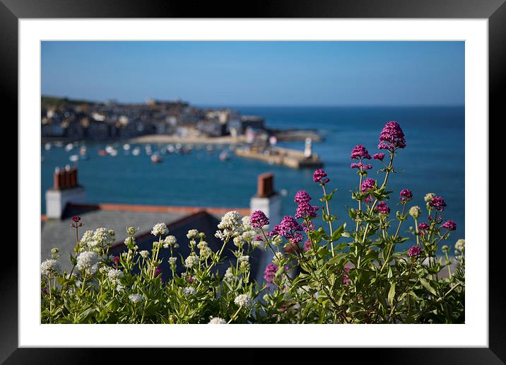 Valerian at St Ives, Cornwall Framed Mounted Print by Brian Pierce