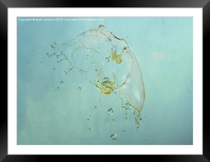 Jelly fish Framed Mounted Print by Mark Lovelock