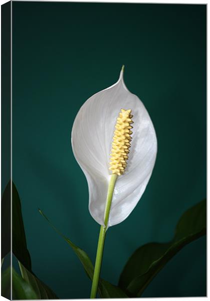 Peace Lily (Spathiphyllum) Canvas Print by Chris Day