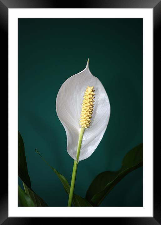Peace Lily (Spathiphyllum) Framed Mounted Print by Chris Day