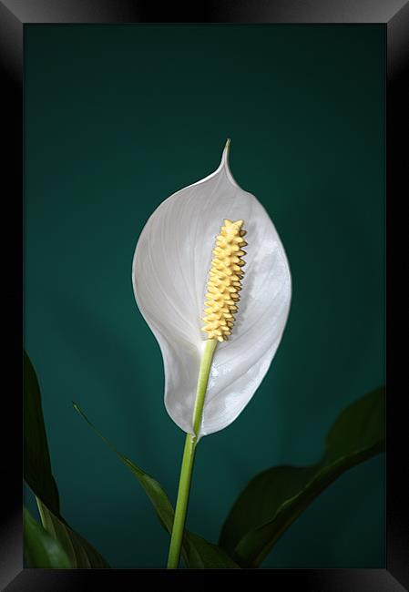 Peace Lily (Spathiphyllum) Framed Print by Chris Day