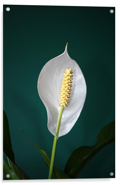Peace Lily (Spathiphyllum) Acrylic by Chris Day