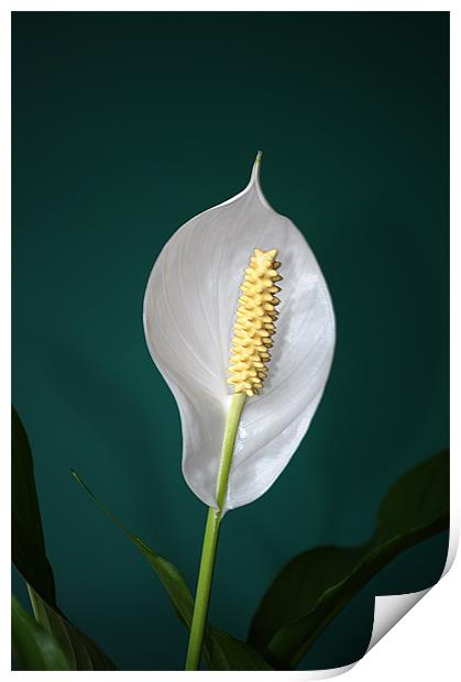 Peace Lily (Spathiphyllum) Print by Chris Day