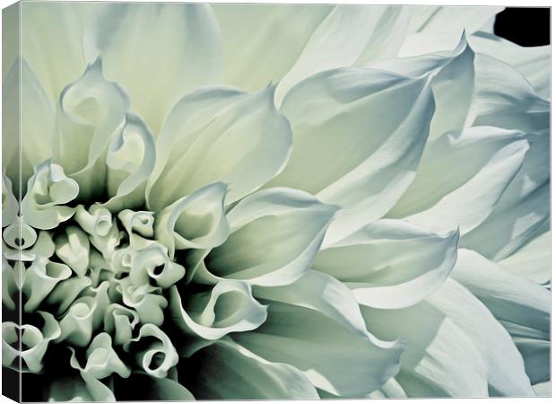  White Dahlia Canvas Print by Tom and Dawn Gari