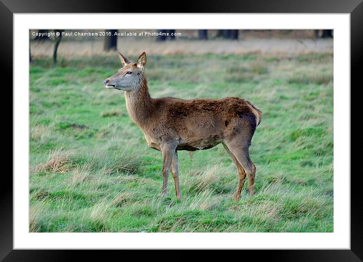 Red Deer. Framed Mounted Print by Paul Chambers