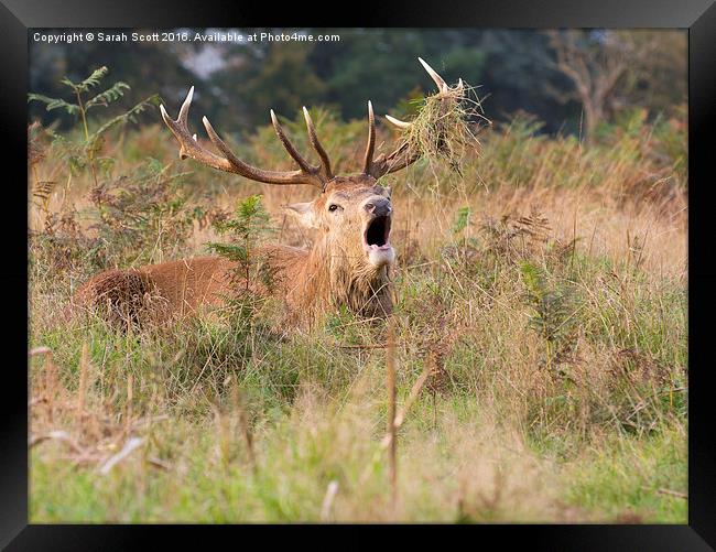 Roaring Bushy Park Deer Framed Print by Sarah Scott