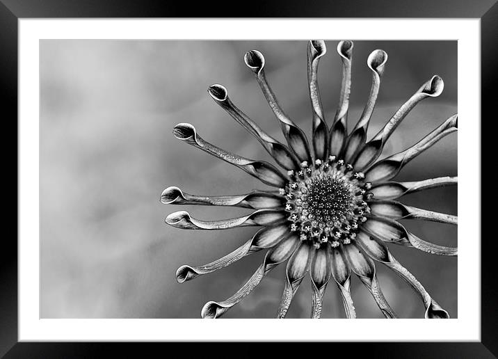  Spoon Peddle Daisy Mono Framed Mounted Print by Shawn Jeffries