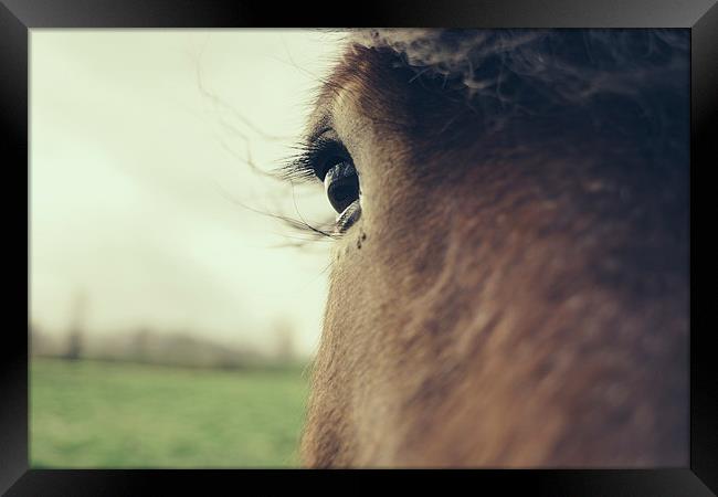  Brown Horse Eye Closeup Framed Print by Patrycja Polechonska