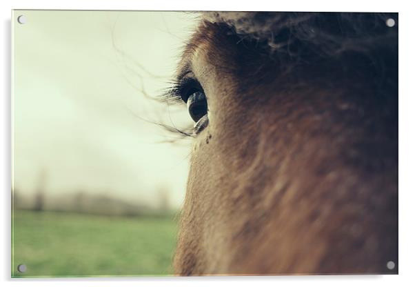  Brown Horse Eye Closeup Acrylic by Patrycja Polechonska