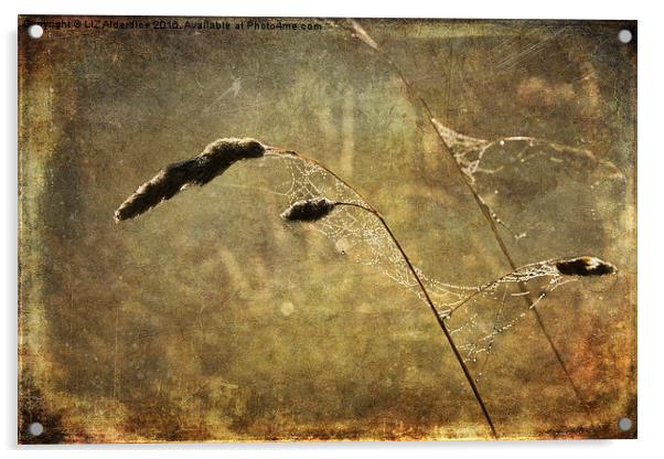  Cobwebs At Dawn Acrylic by LIZ Alderdice