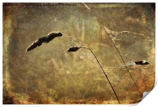  Cobwebs At Dawn Print by LIZ Alderdice