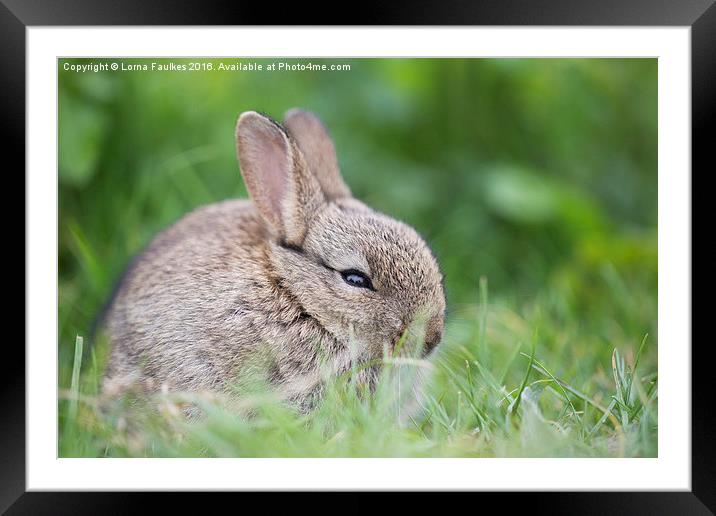Baby Rabbit Portrait  Framed Mounted Print by Lorna Faulkes
