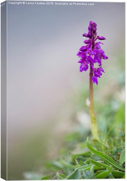 Early Purple Orchid  Canvas Print by Lorna Faulkes