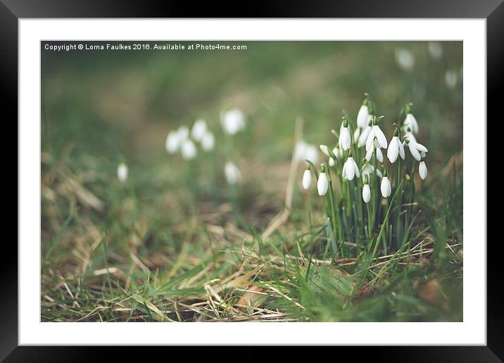 Snowdrops  Framed Mounted Print by Lorna Faulkes
