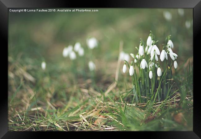 Snowdrops  Framed Print by Lorna Faulkes