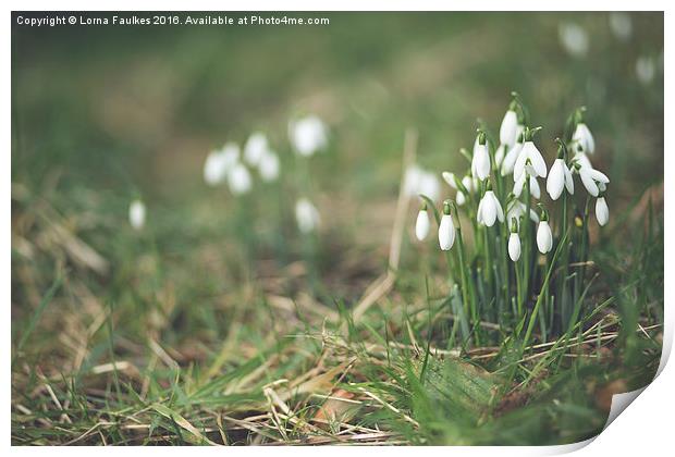 Snowdrops  Print by Lorna Faulkes