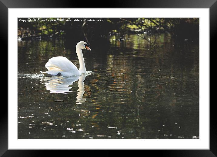 Swan Lake  Framed Mounted Print by Lorna Faulkes
