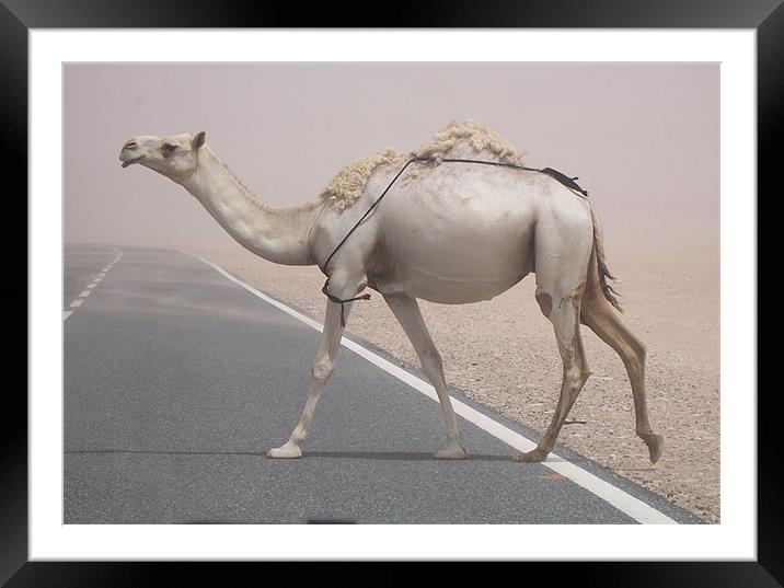 Why did the camel cross the road? Framed Mounted Print by Rodolfo (Don F Barrios Quinon