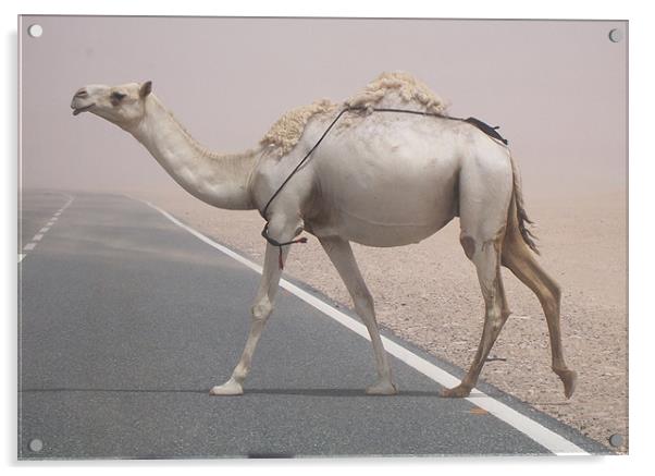 Why did the camel cross the road? Acrylic by Rodolfo (Don F Barrios Quinon