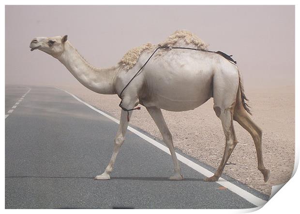 Why did the camel cross the road? Print by Rodolfo (Don F Barrios Quinon