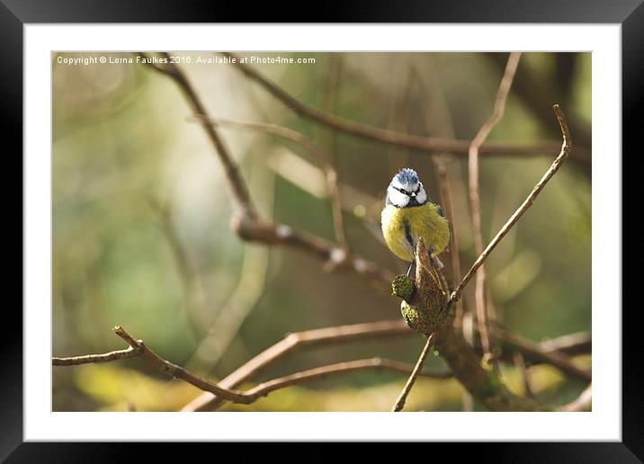 Inquisitive Blue Tit  Framed Mounted Print by Lorna Faulkes
