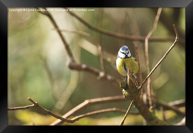 Inquisitive Blue Tit  Framed Print by Lorna Faulkes