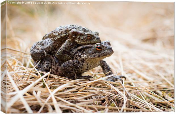 Common Toads  Canvas Print by Lorna Faulkes
