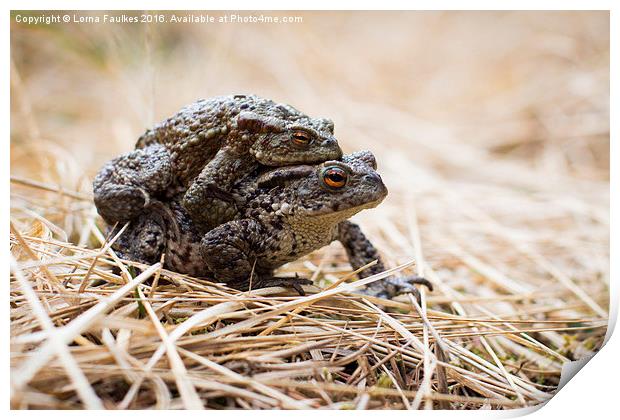 Common Toads  Print by Lorna Faulkes