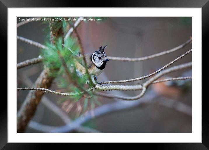 Crested Tit  Framed Mounted Print by Lorna Faulkes