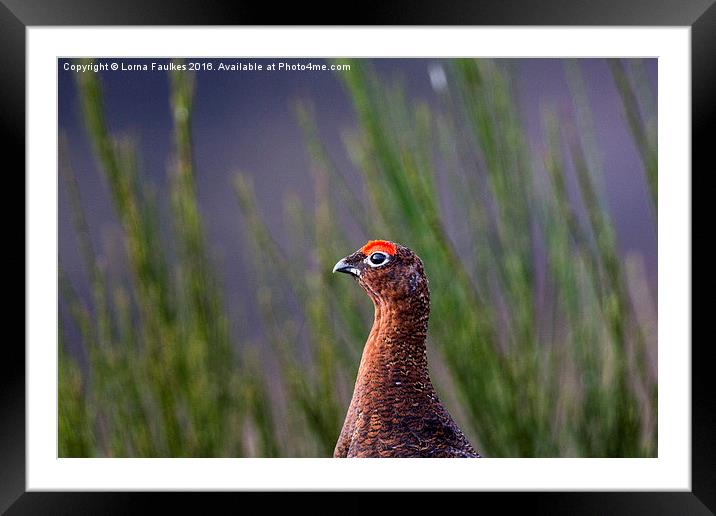 Red Grouse  Framed Mounted Print by Lorna Faulkes