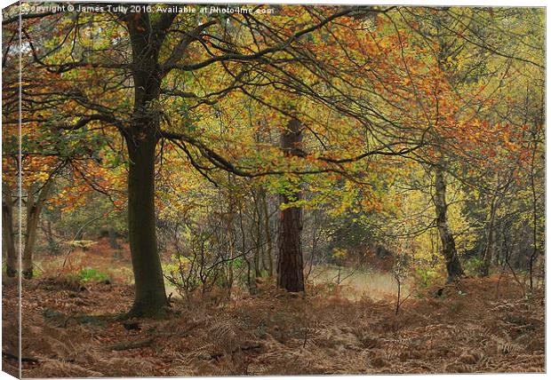  Autumn hues Canvas Print by James Tully