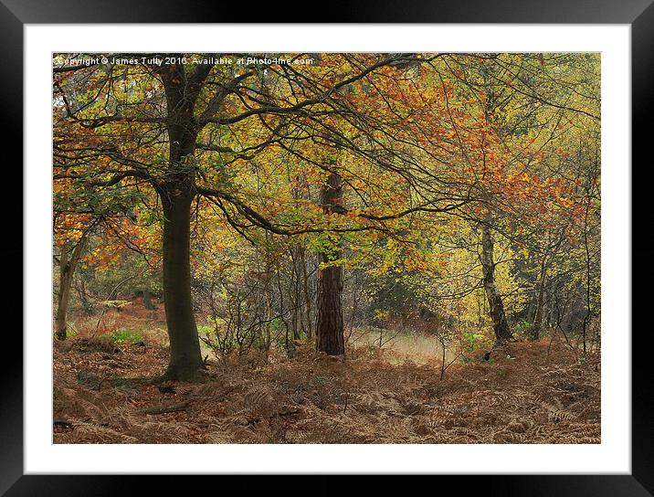  Autumn hues Framed Mounted Print by James Tully
