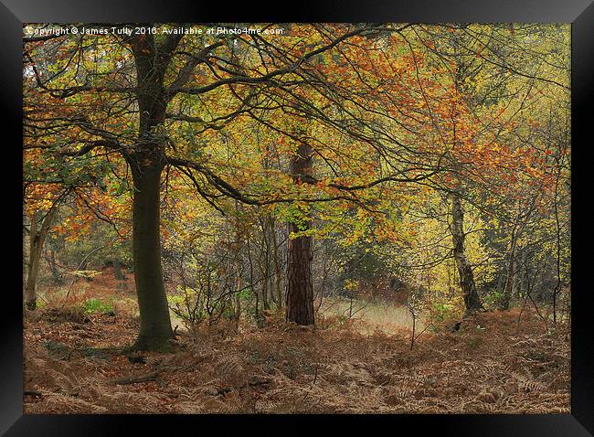  Autumn hues Framed Print by James Tully