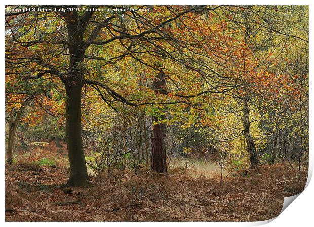  Autumn hues Print by James Tully