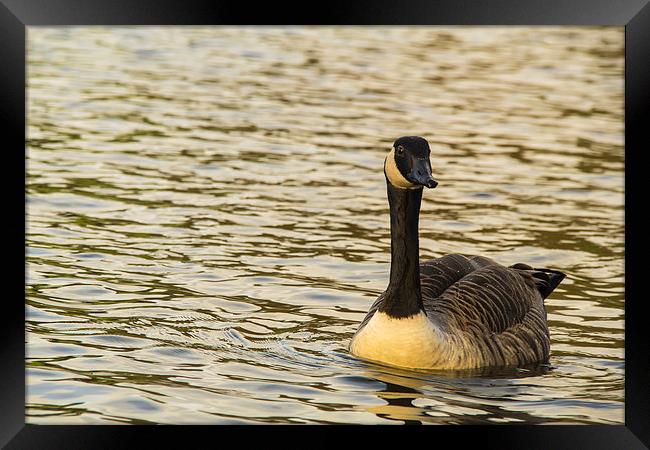  Solo canadian Goose Framed Print by Images of Devon