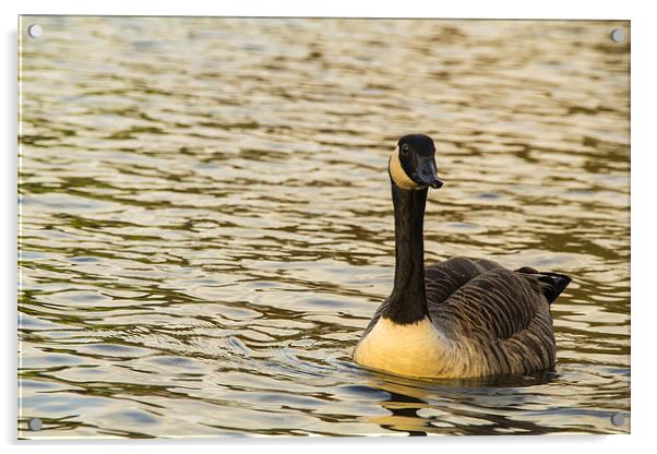 Solo canadian Goose Acrylic by Images of Devon