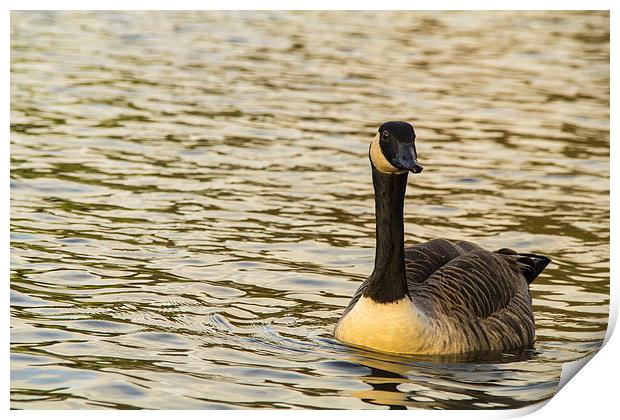  Solo canadian Goose Print by Images of Devon