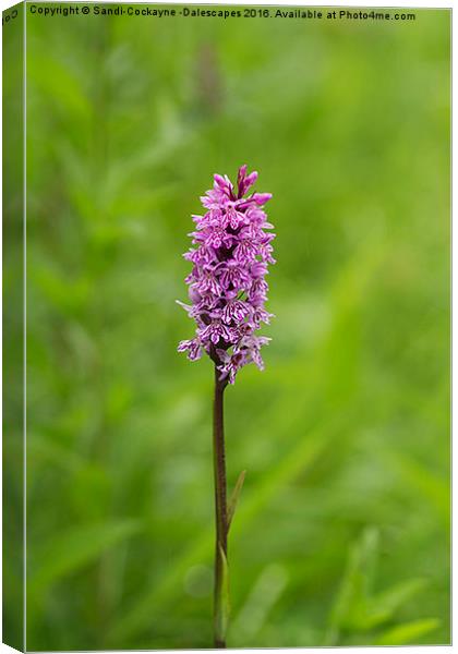  Common Spotted Orchid Canvas Print by Sandi-Cockayne ADPS