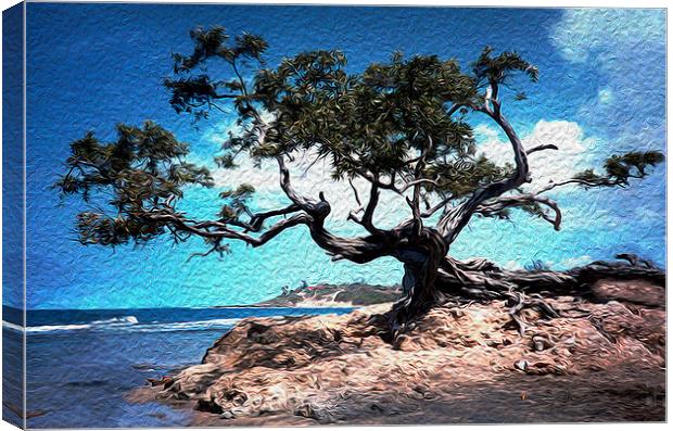 Grand Tree at Treasure Beach  Canvas Print by james balzano, jr.