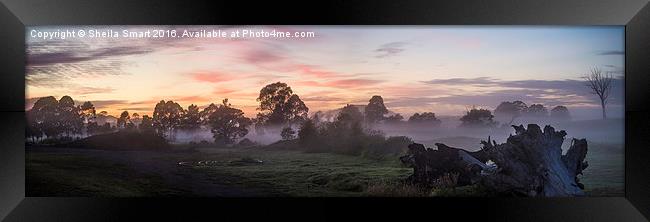 Morning mist over paddock Framed Print by Sheila Smart