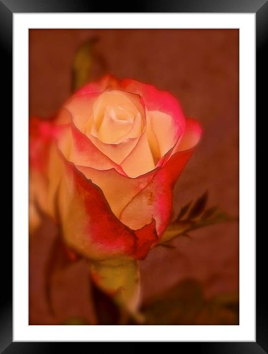  Red and Cream single Rose Framed Mounted Print by Sue Bottomley