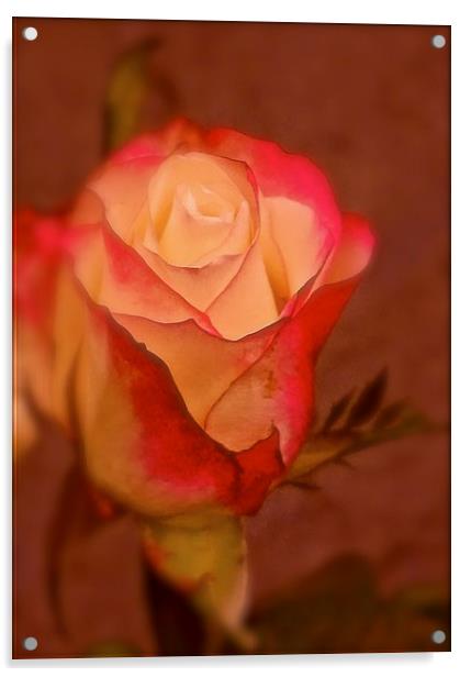  Red and Cream single Rose Acrylic by Sue Bottomley