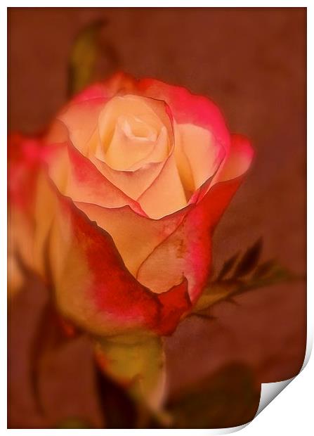  Red and Cream single Rose Print by Sue Bottomley